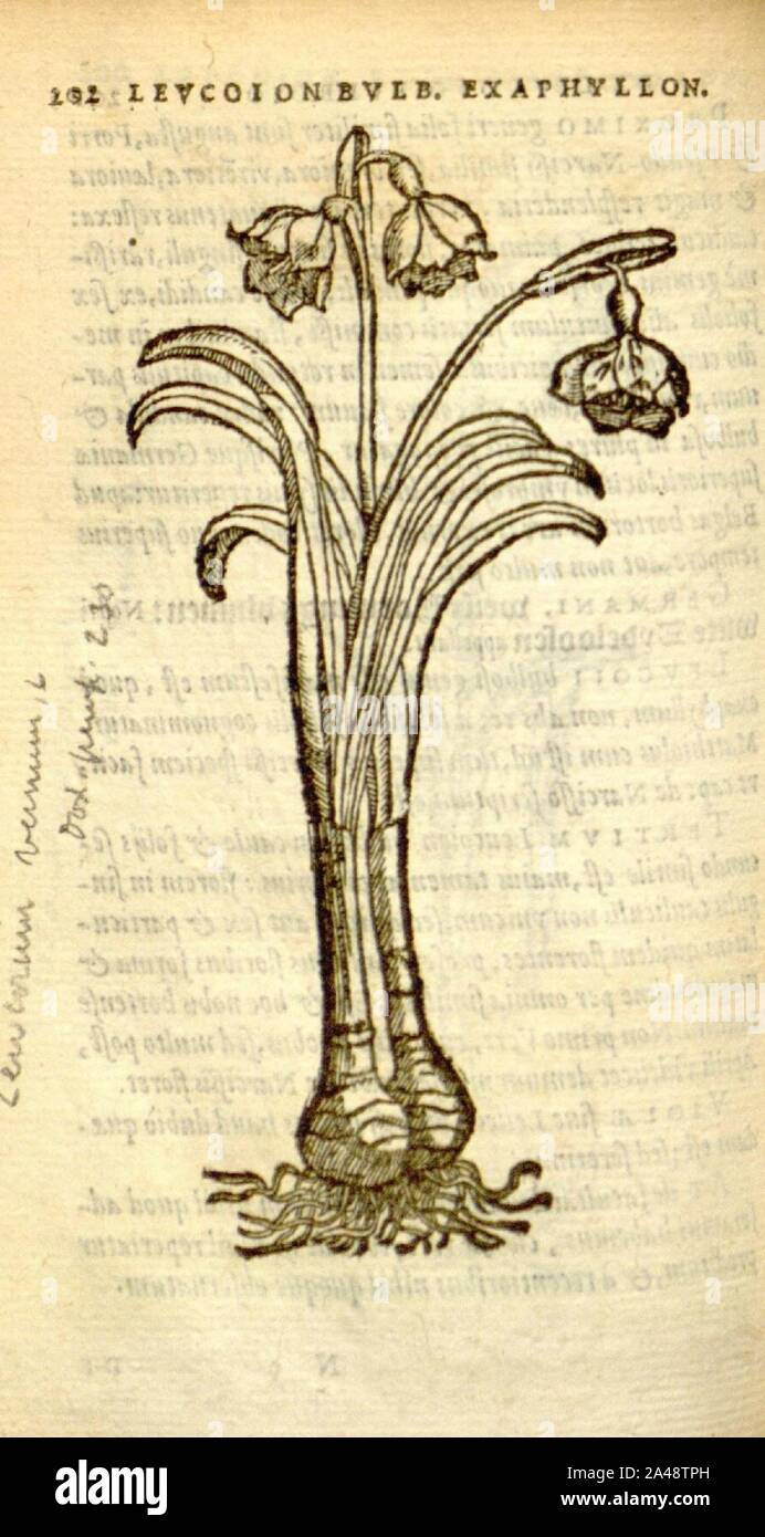 Florum, et coronarianum odoratarumque nonnullarum herbarum historia (Page 202) Stock Photo