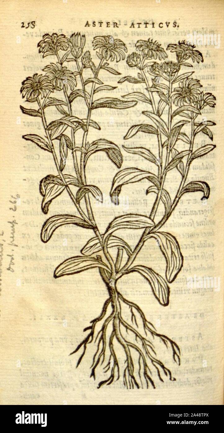 Florum, et coronarianum odoratarumque nonnullarum herbarum historia (Page 258) Stock Photo