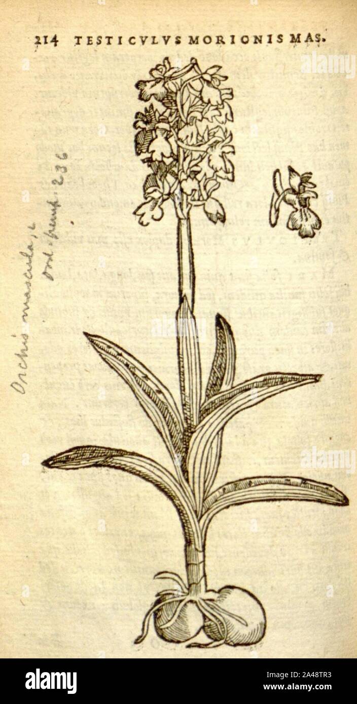 Florum, et coronarianum odoratarumque nonnullarum herbarum historia (Page 214) Stock Photo