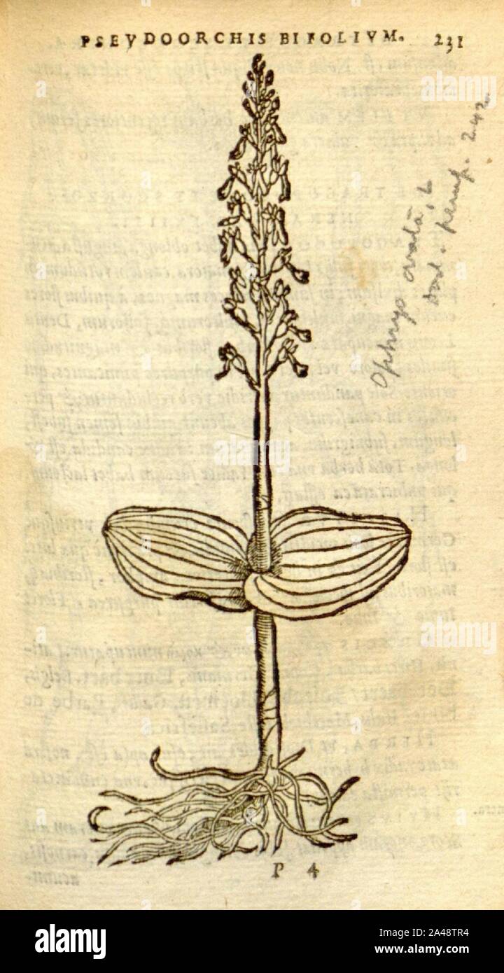 Florum, et coronarianum odoratarumque nonnullarum herbarum historia (Page 231) Stock Photo