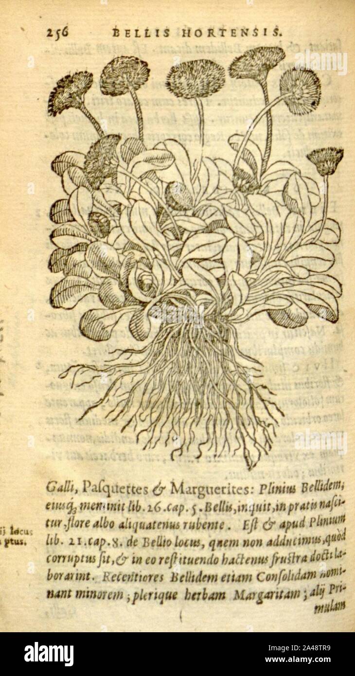 Florum, et coronarianum odoratarumque nonnullarum herbarum historia (Page 256) Stock Photo