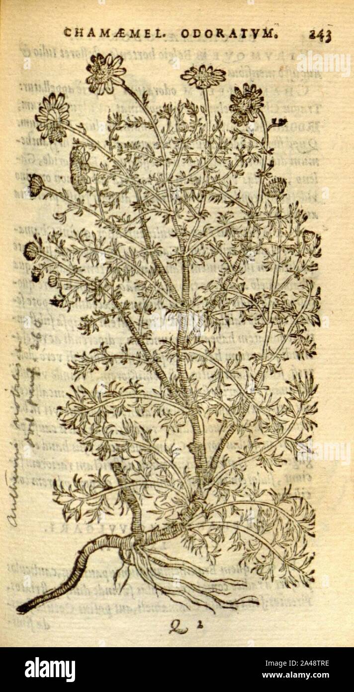 Florum, et coronarianum odoratarumque nonnullarum herbarum historia (Page 243) Stock Photo