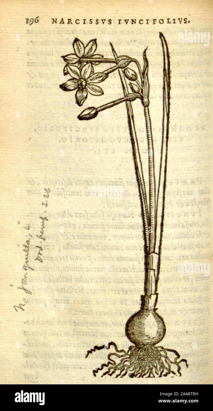 Florum, et coronarianum odoratarumque nonnullarum herbarum historia (Page 196) Stock Photo