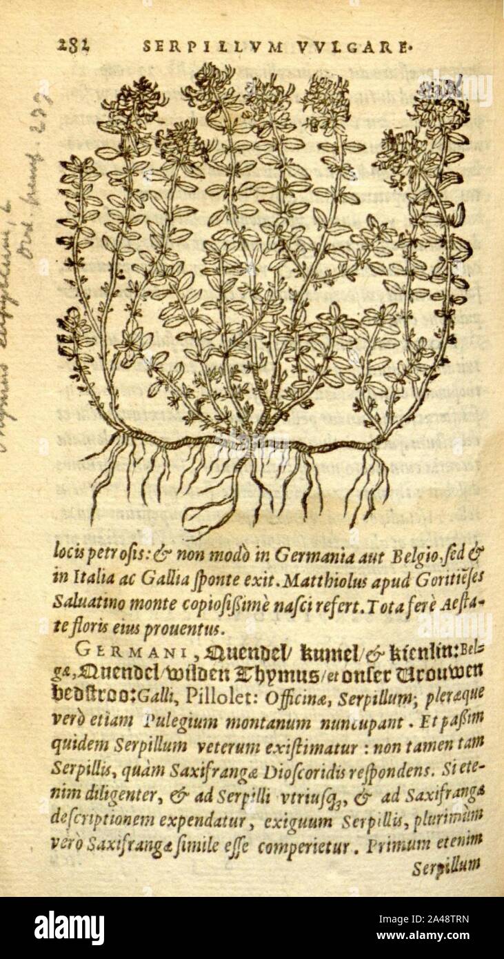Florum, et coronarianum odoratarumque nonnullarum herbarum historia (Page 282) Stock Photo