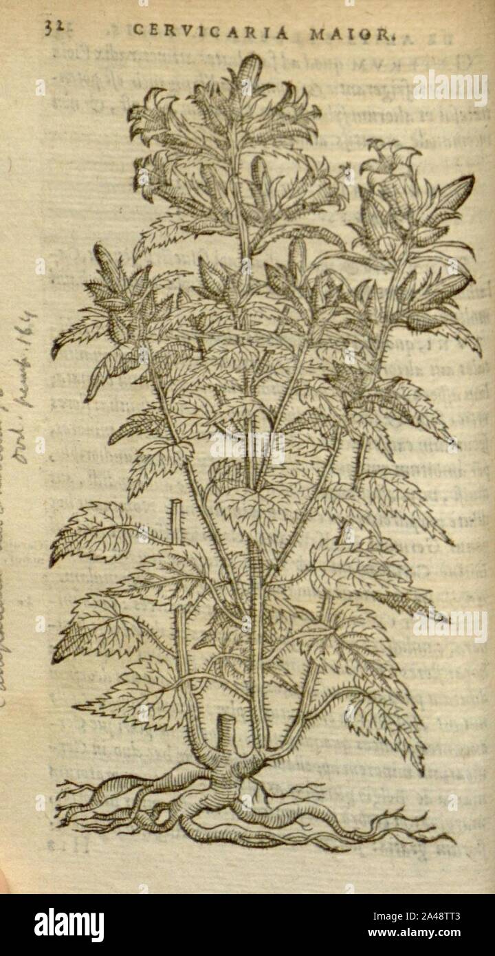 Florum, et coronarianum odoratarumque nonnullarum herbarum historia (Page 32) Stock Photo