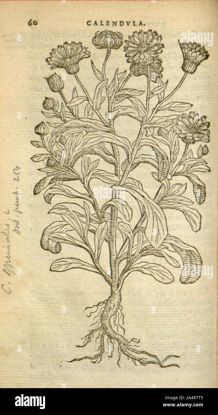 Florum, et coronarianum odoratarumque nonnullarum herbarum historia (Page 60) Stock Photo