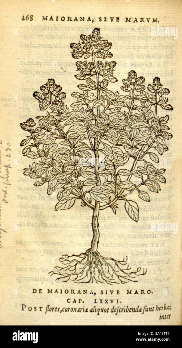 Florum, et coronarianum odoratarumque nonnullarum herbarum historia (Page 268) Stock Photo