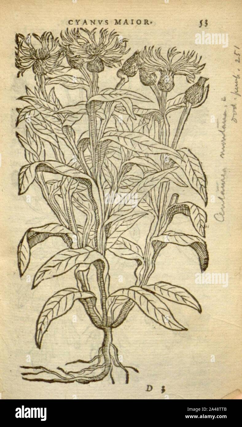 Florum, et coronarianum odoratarumque nonnullarum herbarum historia (Page 53) Stock Photo