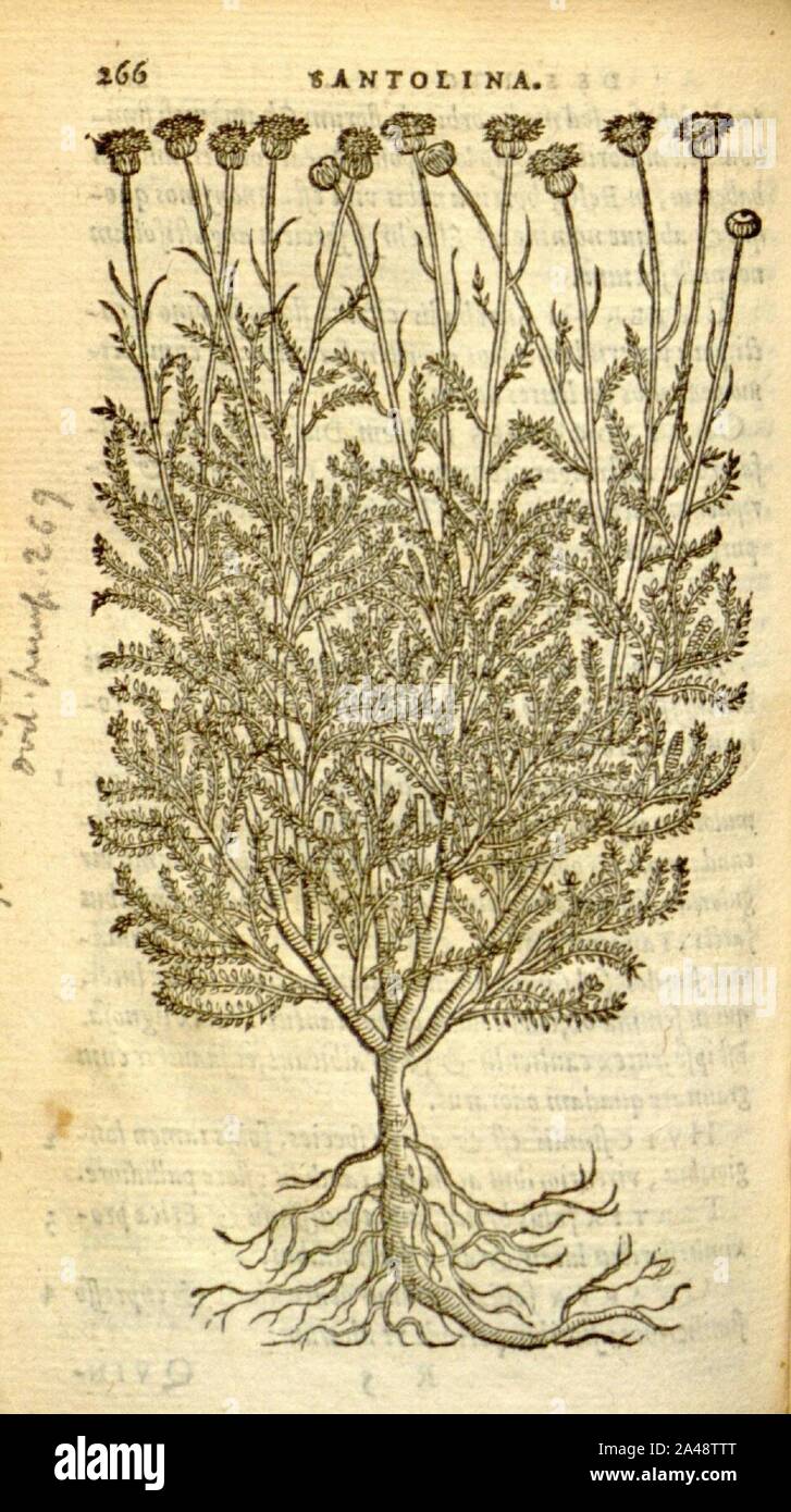 Florum, et coronarianum odoratarumque nonnullarum herbarum historia (Page 266) Stock Photo