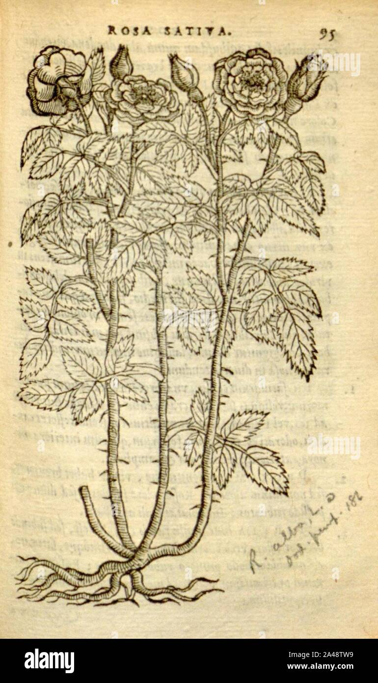 Florum, et coronarianum odoratarumque nonnullarum herbarum historia (Page 95) Stock Photo