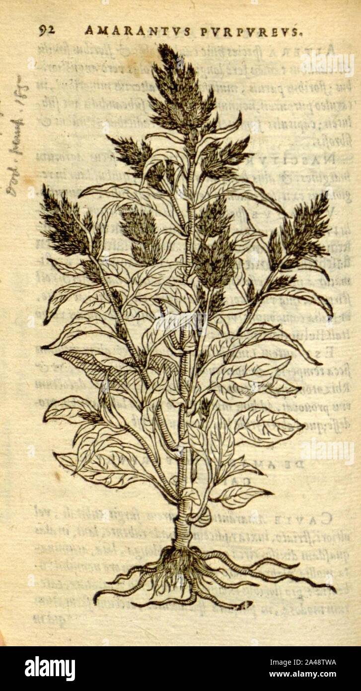 Florum, et coronarianum odoratarumque nonnullarum herbarum historia (Page 92) Stock Photo