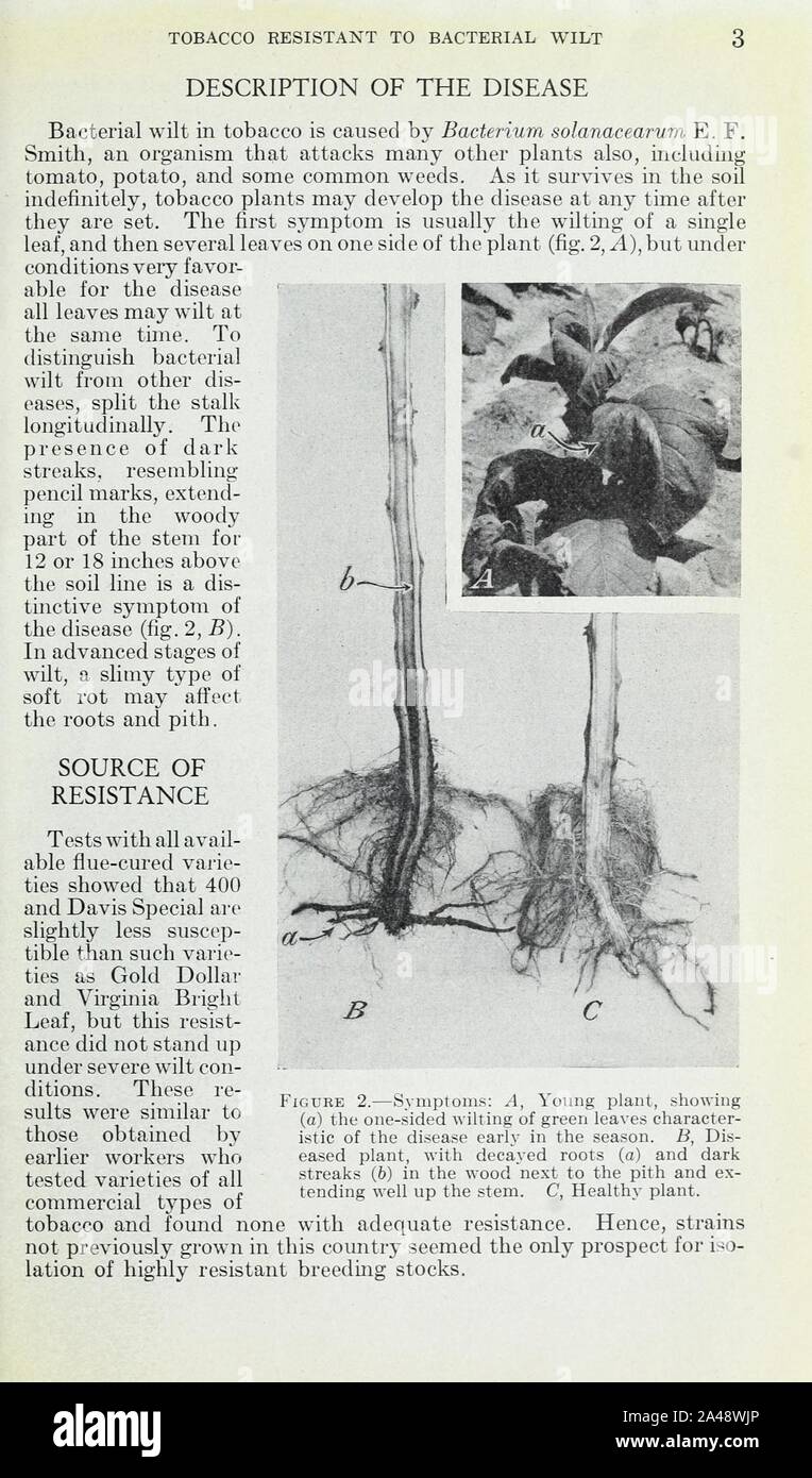 Flue-cured tobacco resistant to bacterial (Granville) wilt (Page 3) Stock Photo