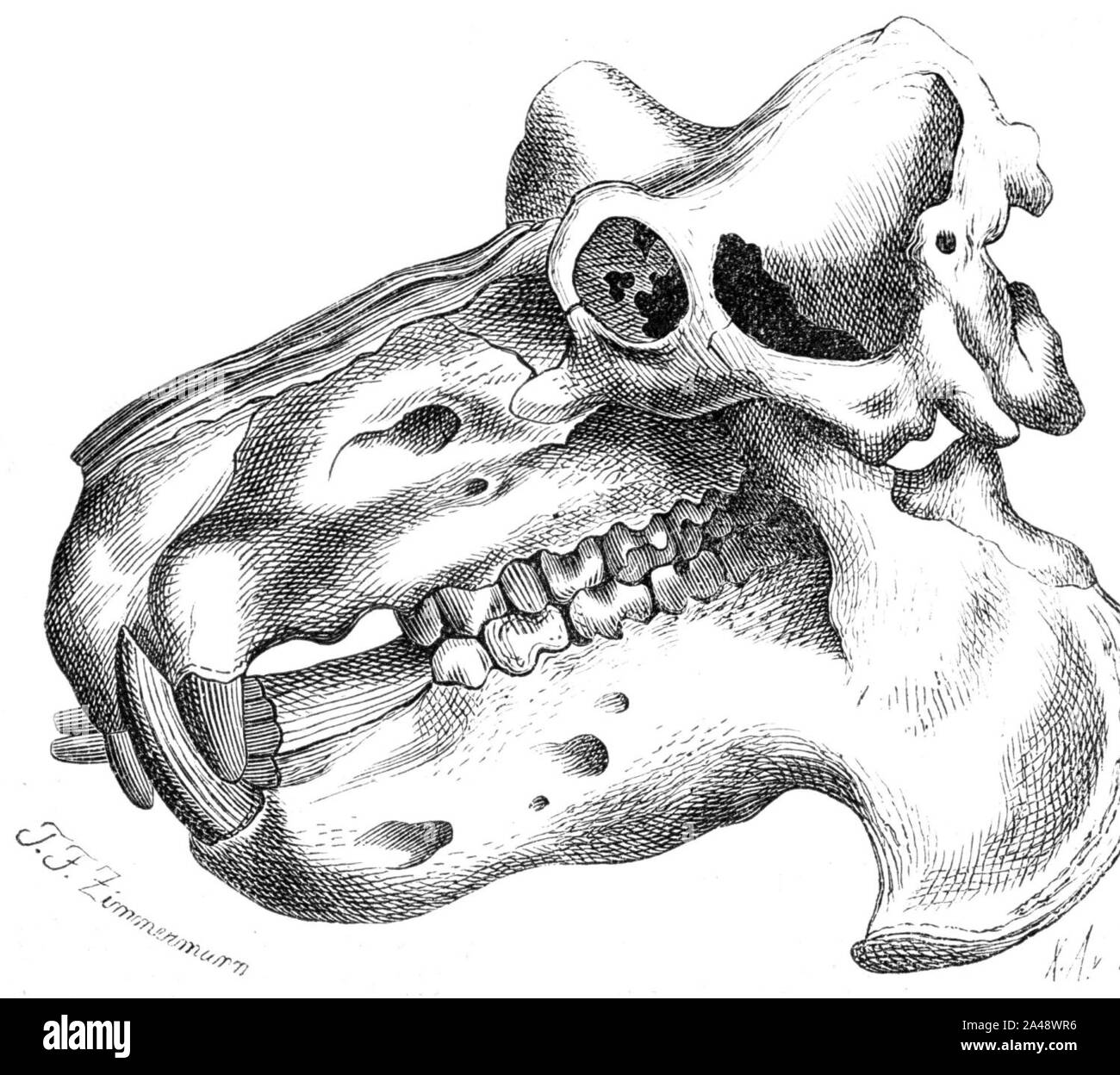 Flusspferd Kopfskelett-drawing. Stock Photo
