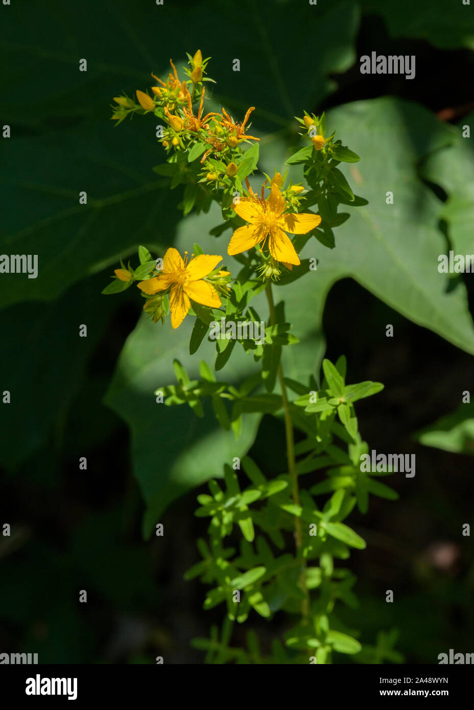 St. John's Wort (Hypericum perforatum) in bloom. Note the bright spots in the leaves that look