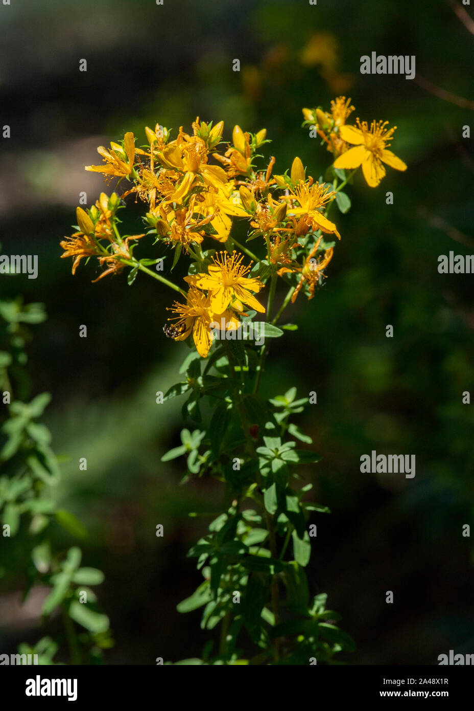 St. John's Wort (Hypericum perforatum) in bloom.  Note the bright spots in the leaves that look like pinholes, hence the Latin word for "perforated" i Stock Photo