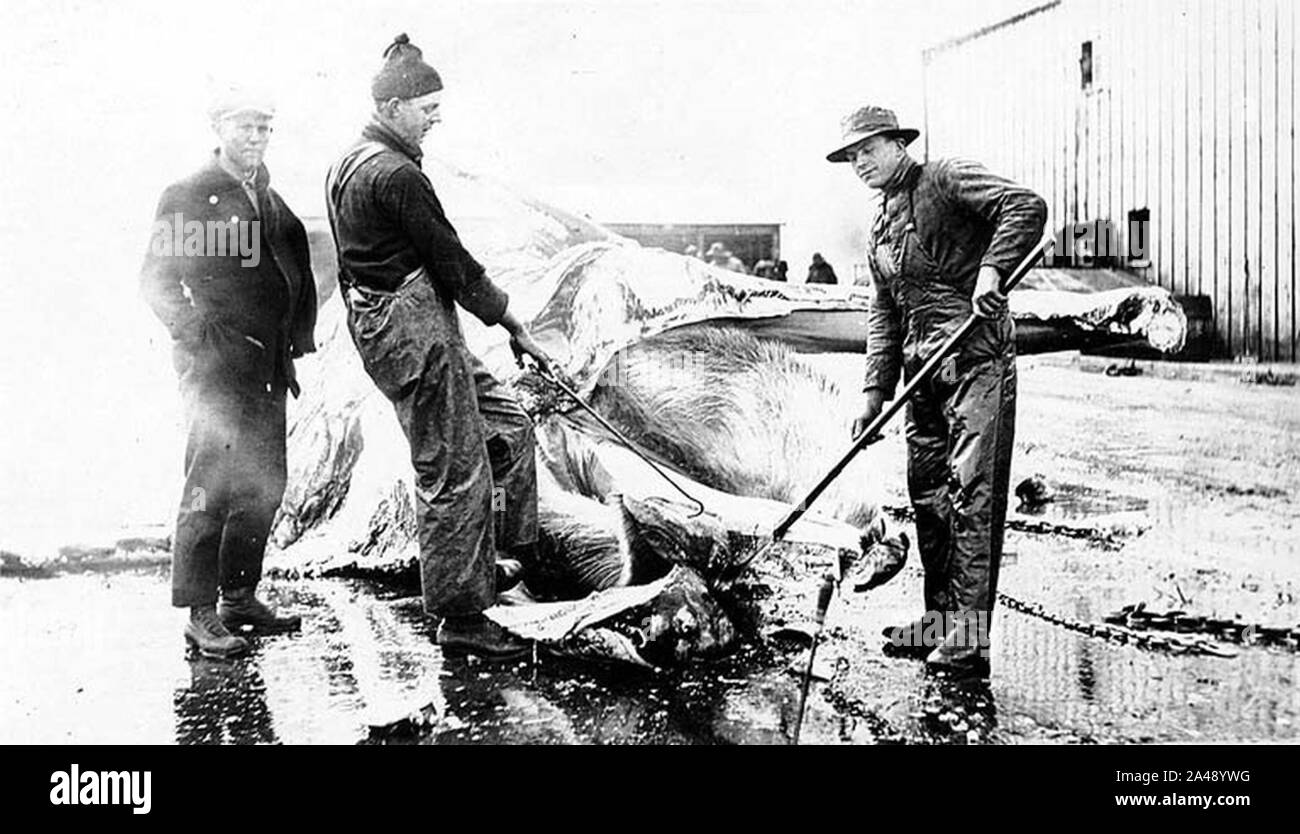 Flensing a whale at a whaling station Akutan Alaska ca 1915 (COBB 51). Stock Photo