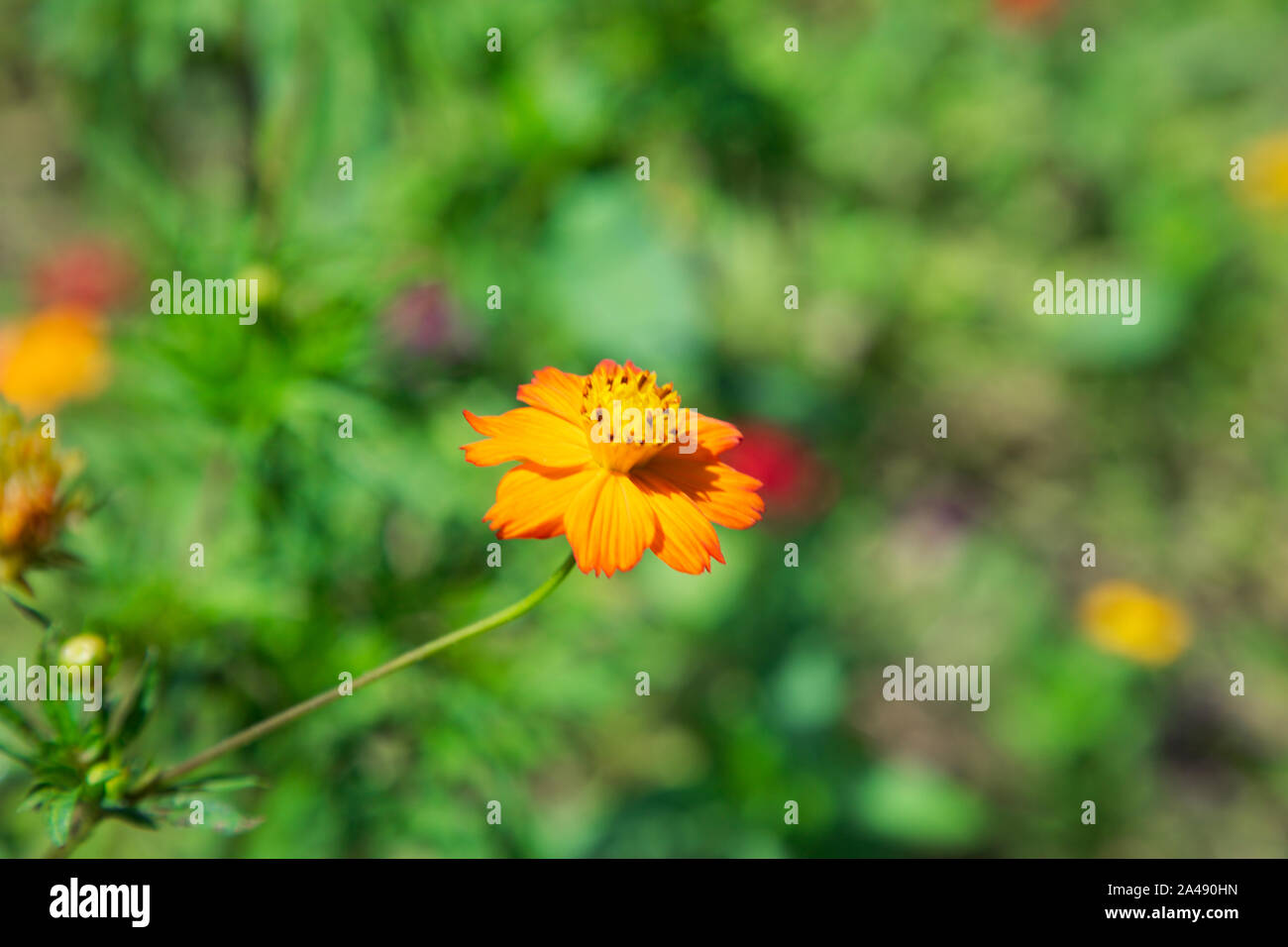 Flowers In The City Beijing China Stock Photo