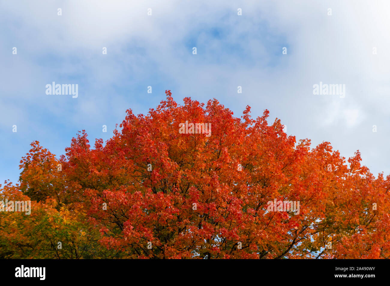 Autumn or fall landscape with colorful foliage on the woodland trees ...