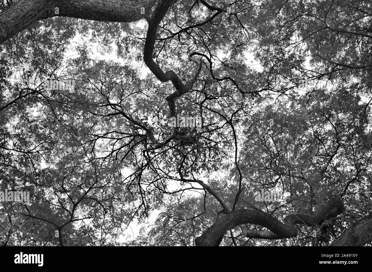 Low Angle View of Tree branches. Black and White. Dark tone. Stock Photo