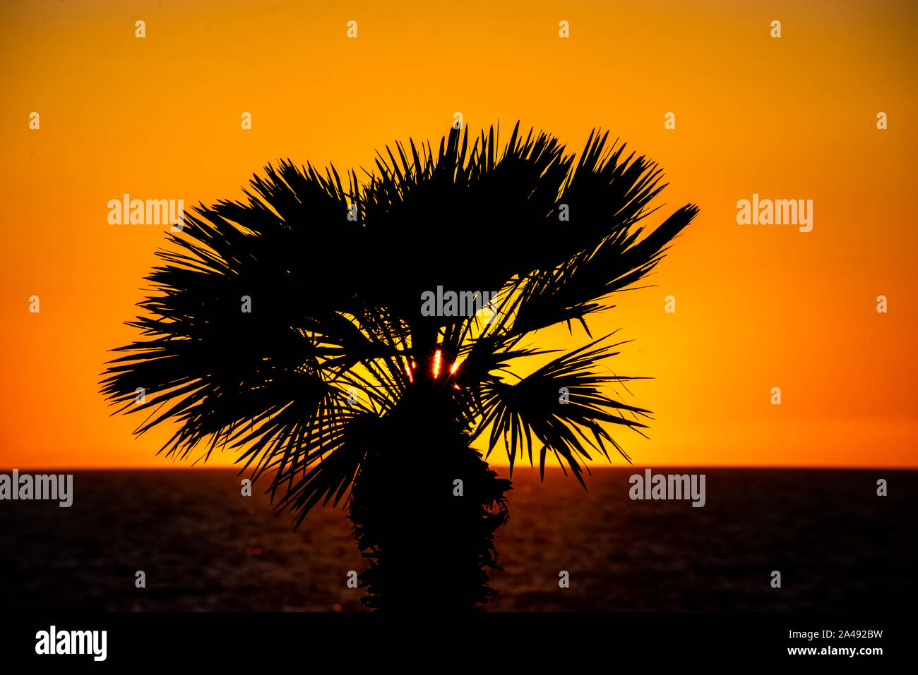 menorca palm with sunset Stock Photo