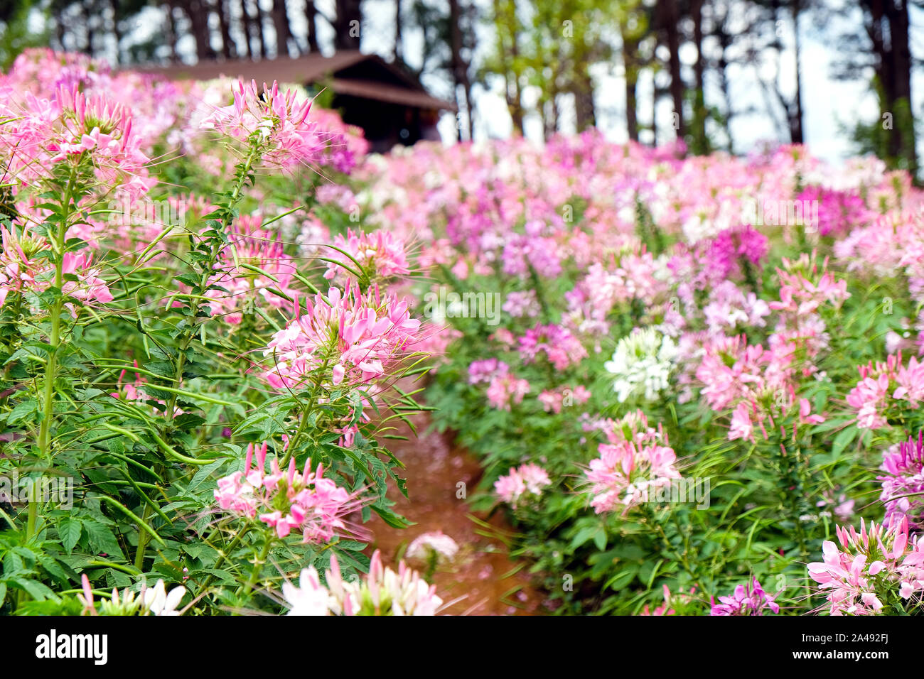 Pink and white beautiful Spider flower in the garden Stock Photo