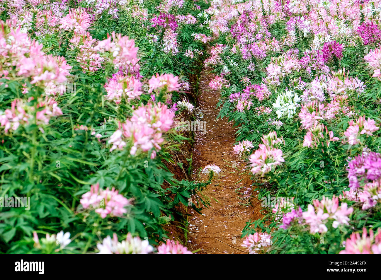 Pink and white beautiful Spider flower in the garden Stock Photo