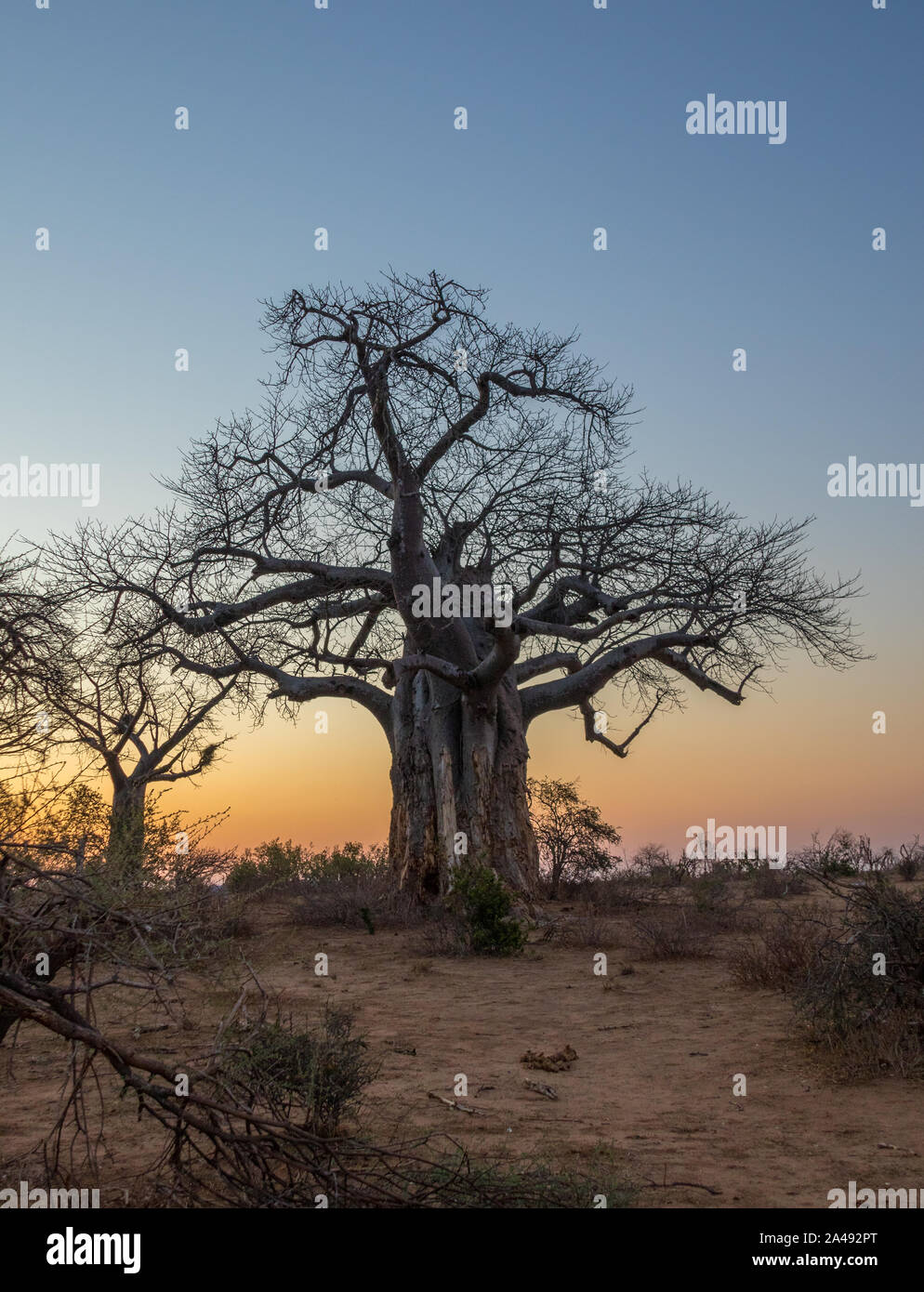 Baobab trees silhouetted at sunset in the Kruger National Park in South ...