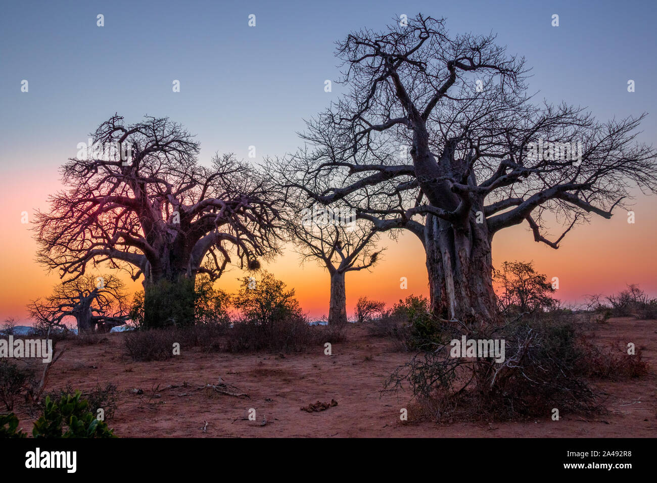 Baobab trees silhouetted at sunset in the Kruger National Park in South ...