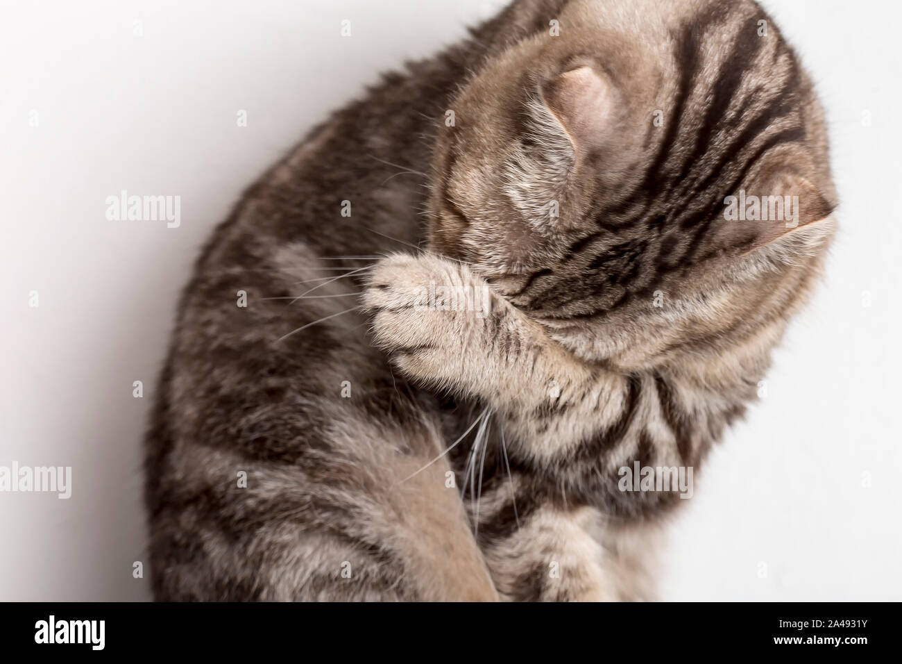 Cute sad cat Scottish Fold makes facepalm movement. Close-up Stock ...