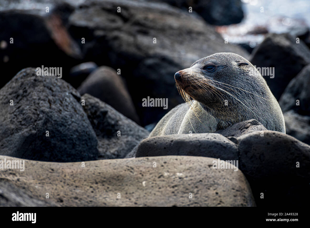 Australian Fur Seal Hi res Stock Photography And Images Alamy australian-fur-seal-hi-res-stock-photography-and-images-alamy