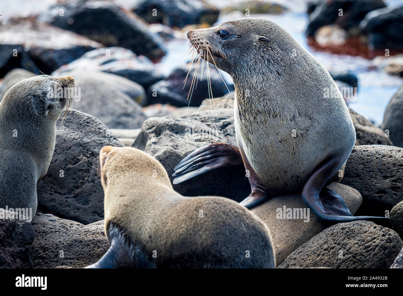 A female Australian Fur Seal with two of her young pups sit on rocks at ...
