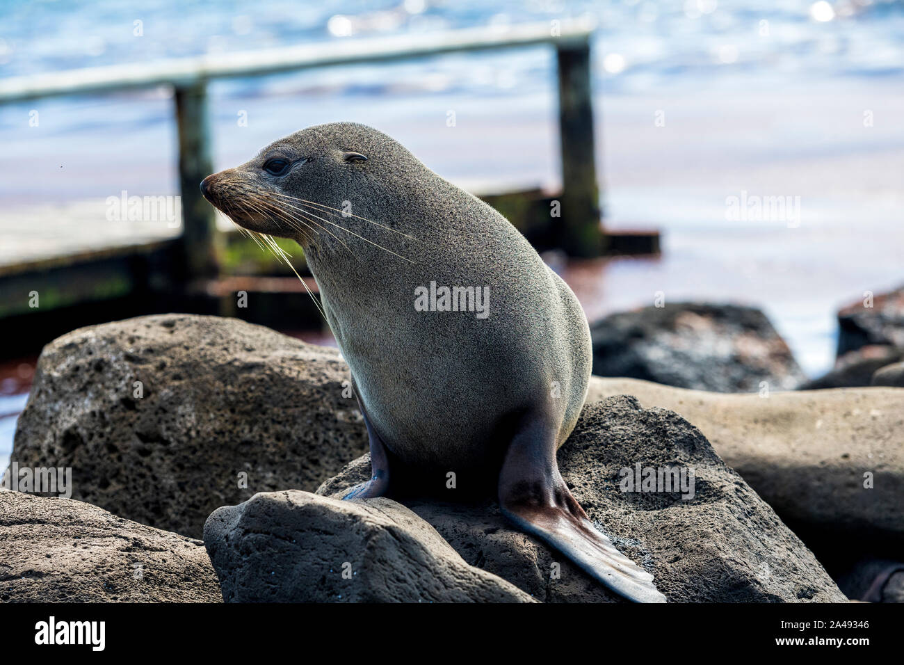 Female australian fur seal hi-res stock photography and images - Alamy