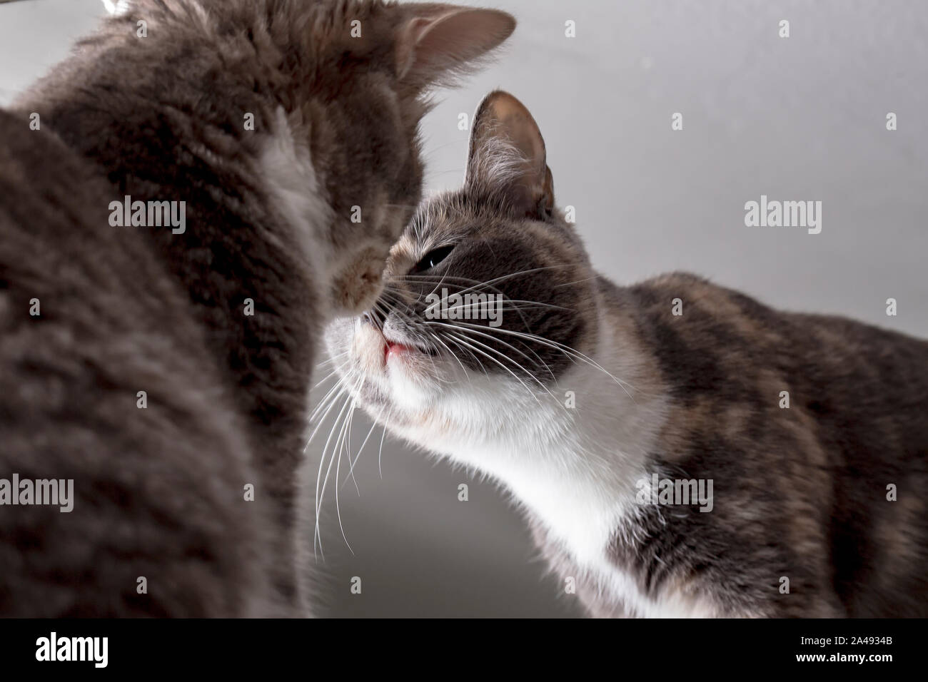 two cats meet, kiss and sniff each other with interest, having met on