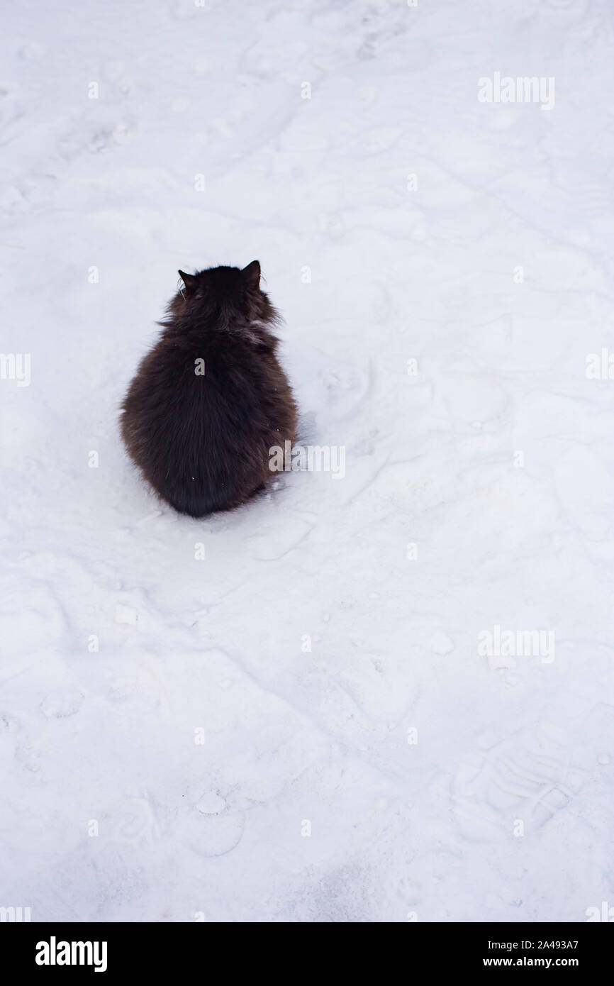 A fluffy black cat sits on white snow cowering from the cold, frosty winter, as if a dark lump on a light background. Stock Photo