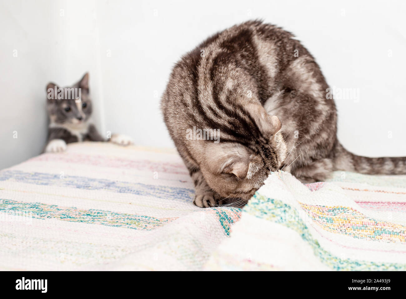 cats play hideandseek, one of them is looking under the covers, and