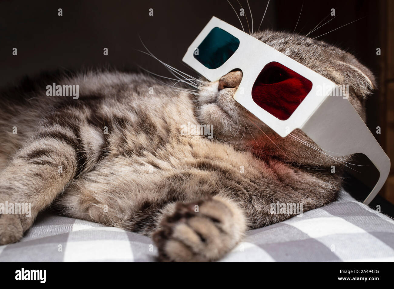 Funny scottish fold cat wore 3D glasses and watching a movie on the television set, resting on the couch Stock Photo