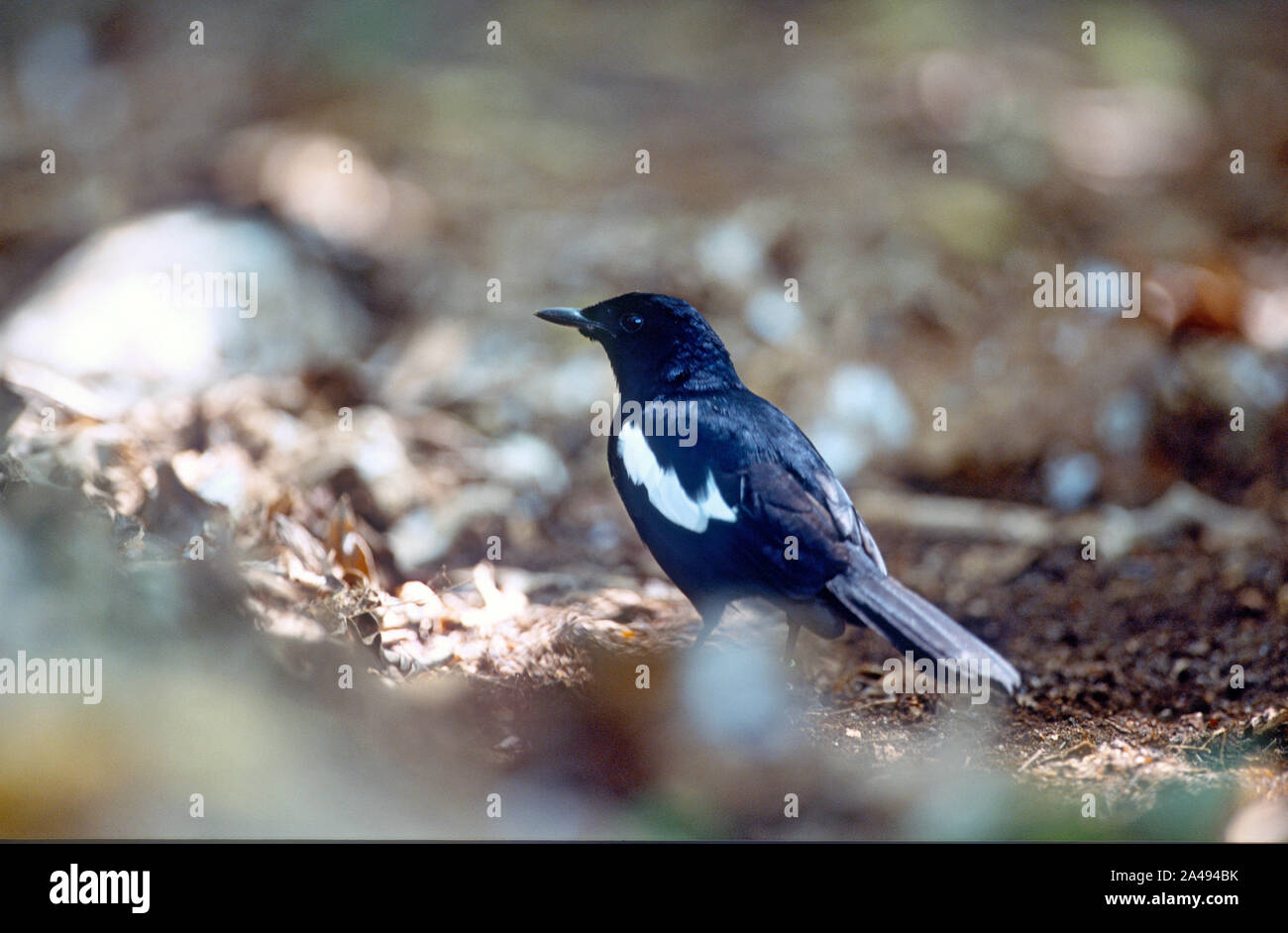 Species Robin High Resolution Stock Photography and Images - Alamy