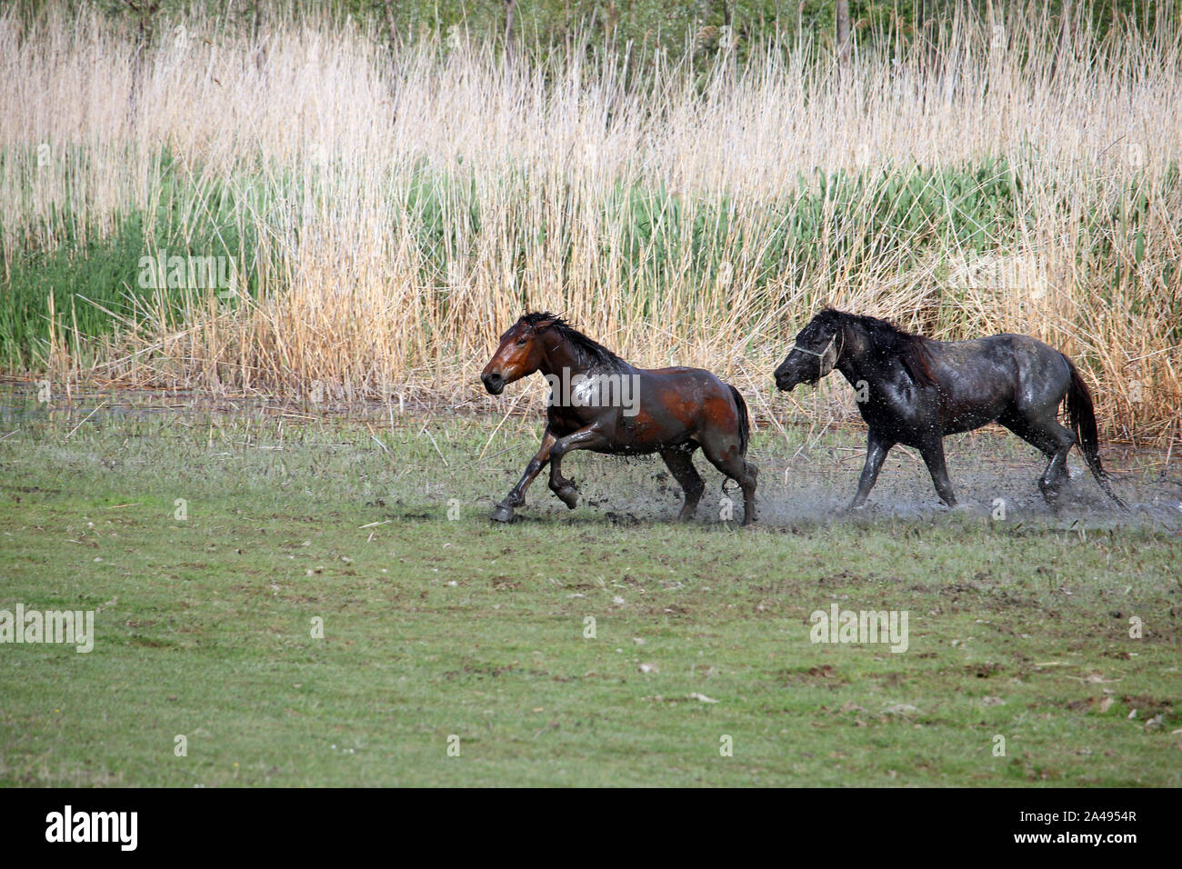 Horse running through water hires stock photography and images Alamy
