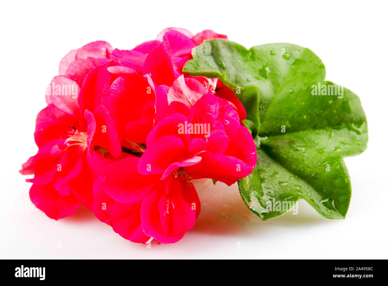 Geranium Pelargonium Flowers Isolated On White Background Stock Photo