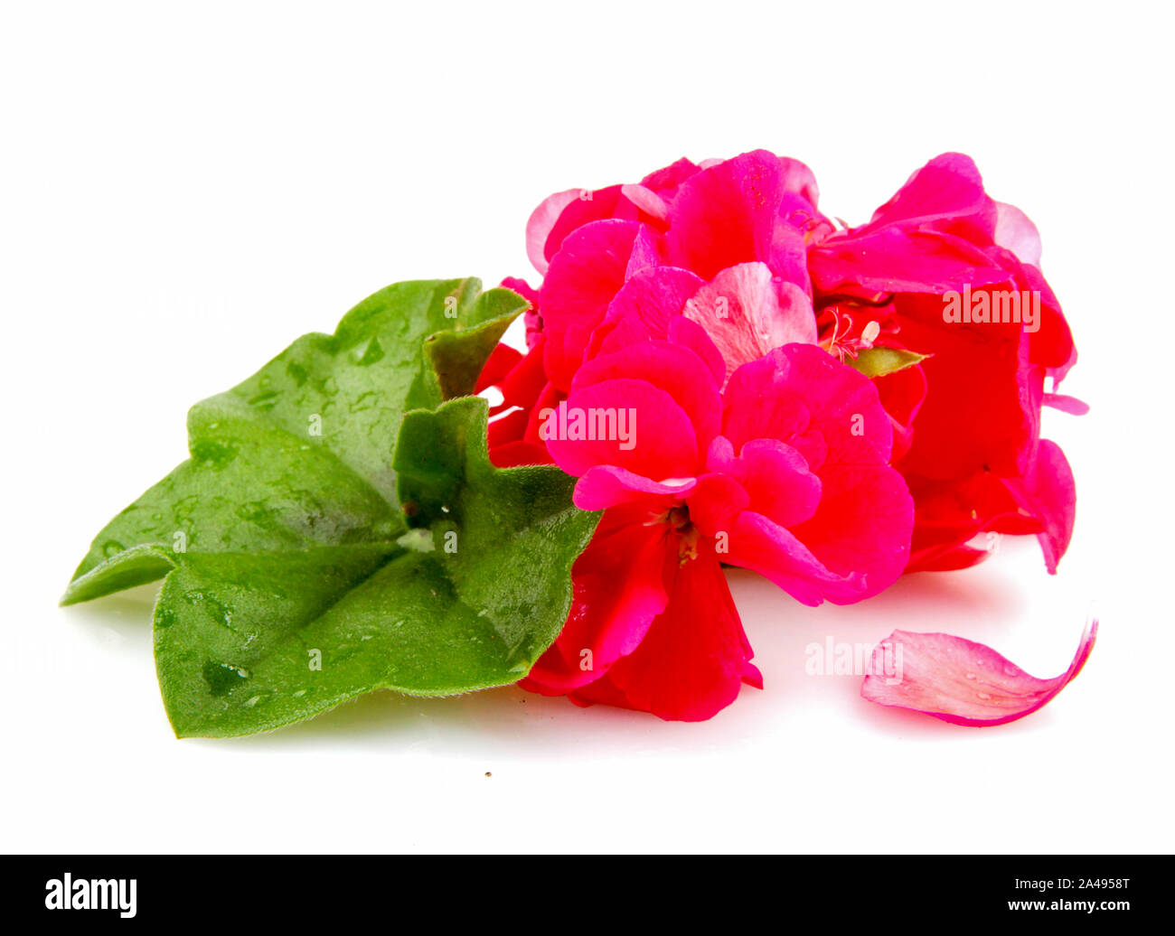 Geranium Pelargonium Flowers Isolated On White Background Stock Photo