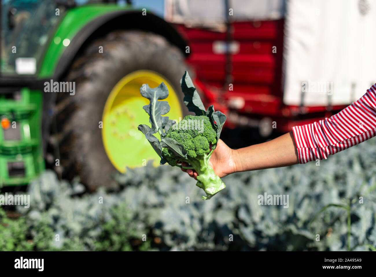 Worker shows broccoli on plantation. Picking broccoli. Tractor and automated platform in broccoli big garden. Sunny day. Woman hold broccoli head. Stock Photo