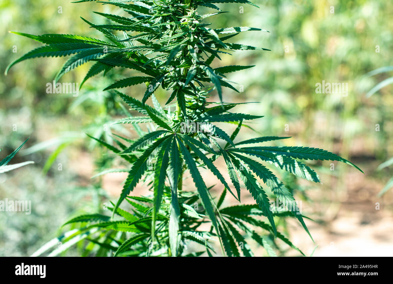 Marijuana farm. Growing industrially Marijuana for pharmaceutical needs. Marijuana plantation. Narcotic plants in agriculture industry. Cannabis sativ Stock Photo