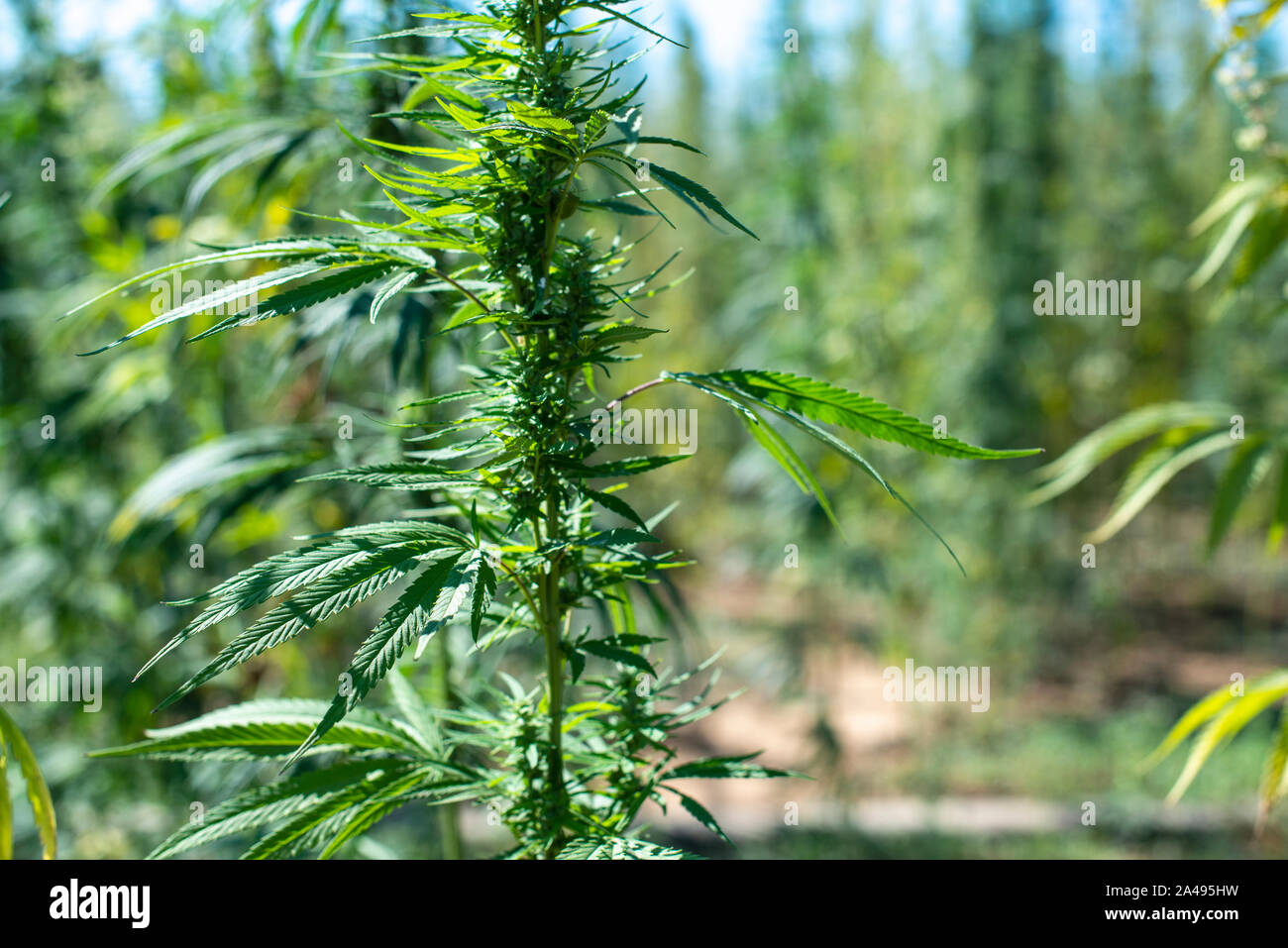 Marijuana farm. Growing industrially Marijuana for pharmaceutical needs. Marijuana plantation. Narcotic plants in agriculture industry. Cannabis sativ Stock Photo