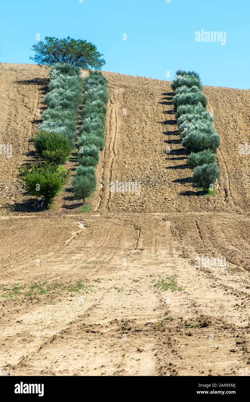 Olive trees in rows and vineyards in Italy. Olive and wine farm. Tilled ground soil. Agriculture field with olive trees. Stock Photo