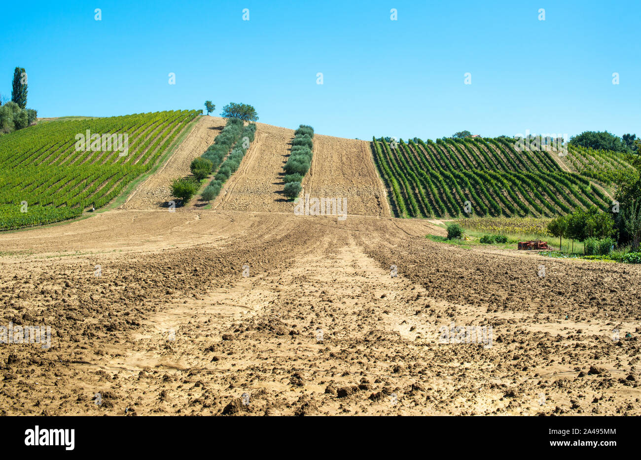 Olive trees in rows and vineyards in Italy. Olive and wine farm. Tilled ground soil. Agriculture field with olive trees. Stock Photo