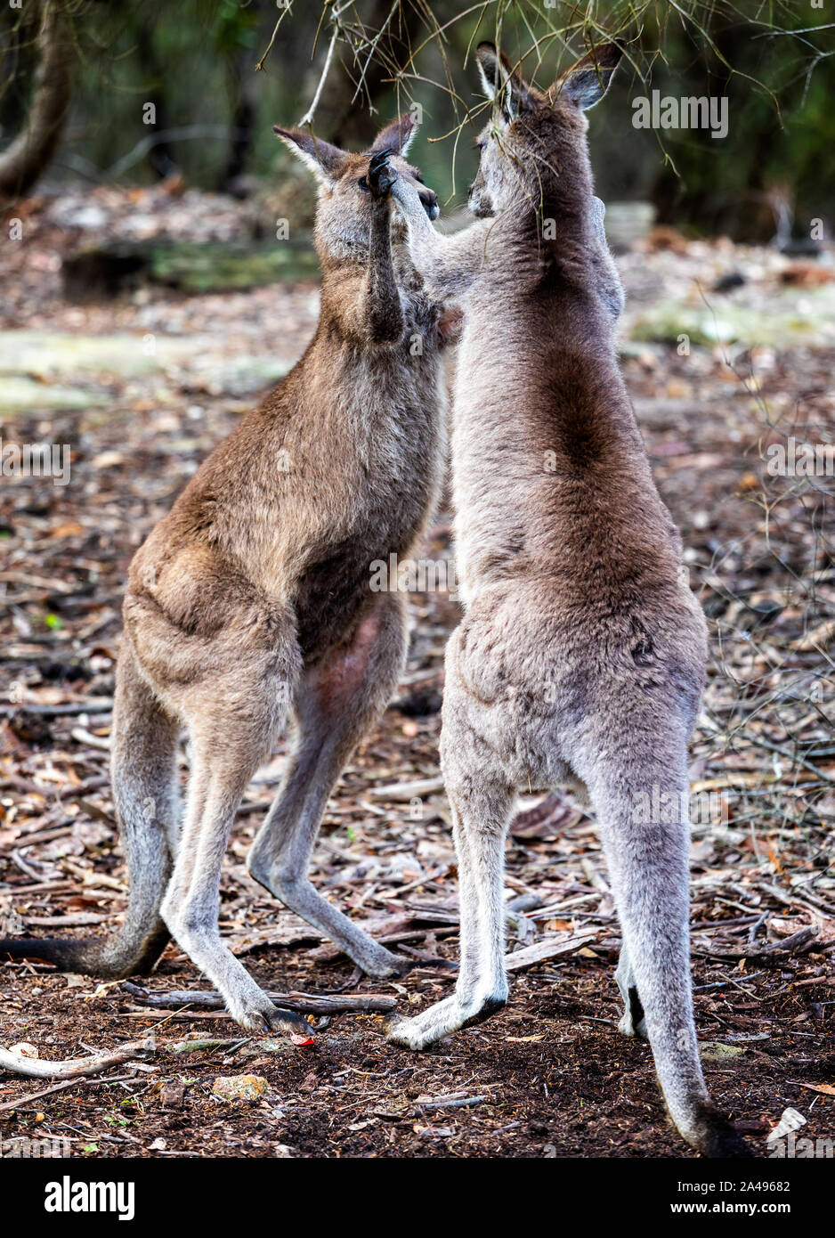 Kangaroos fighting hires stock photography and images Alamy