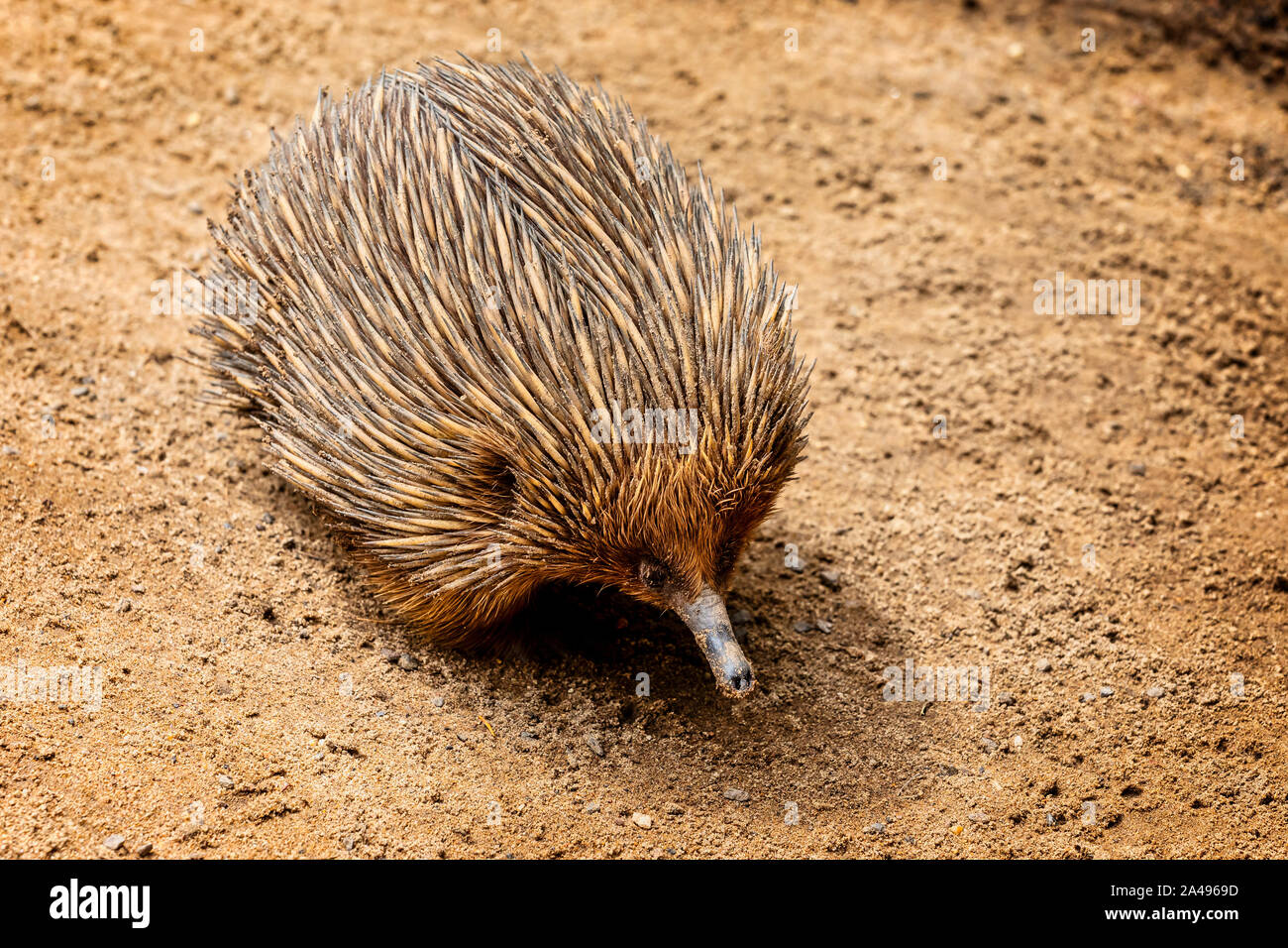 Scurrying Insects Scurrying High Resolution Stock Photography and Images - Alamy