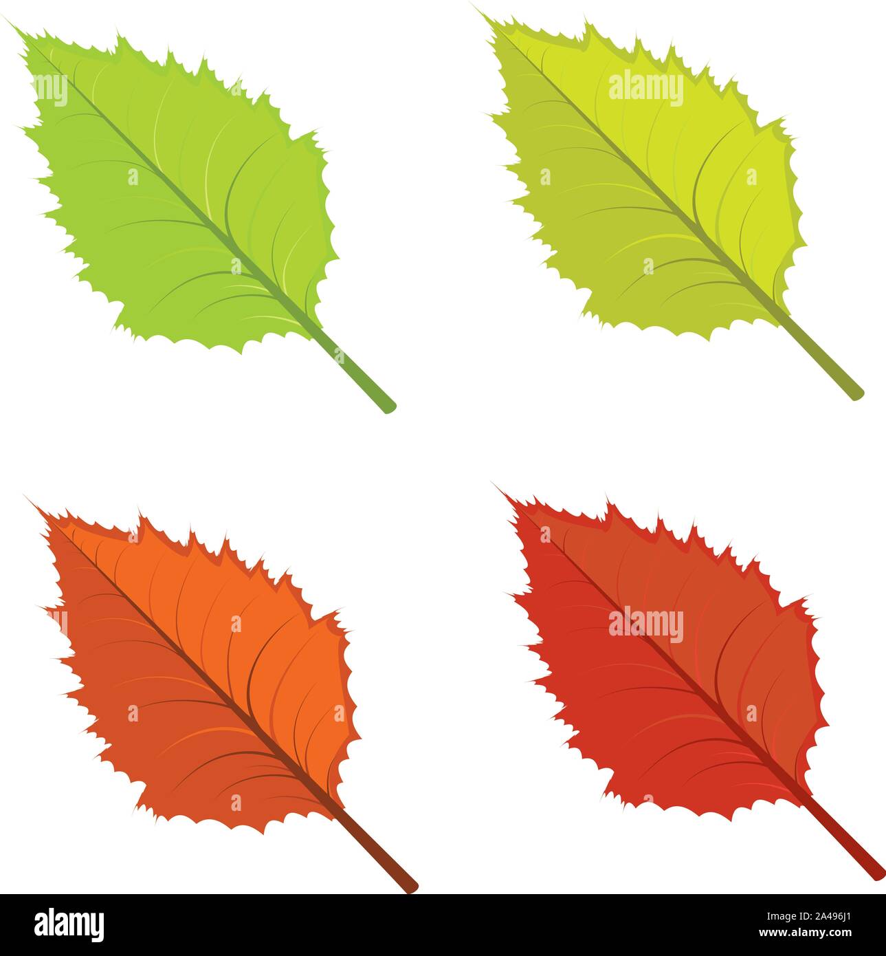 Set of colorful bright autumn leaves on white background Stock Vector ...