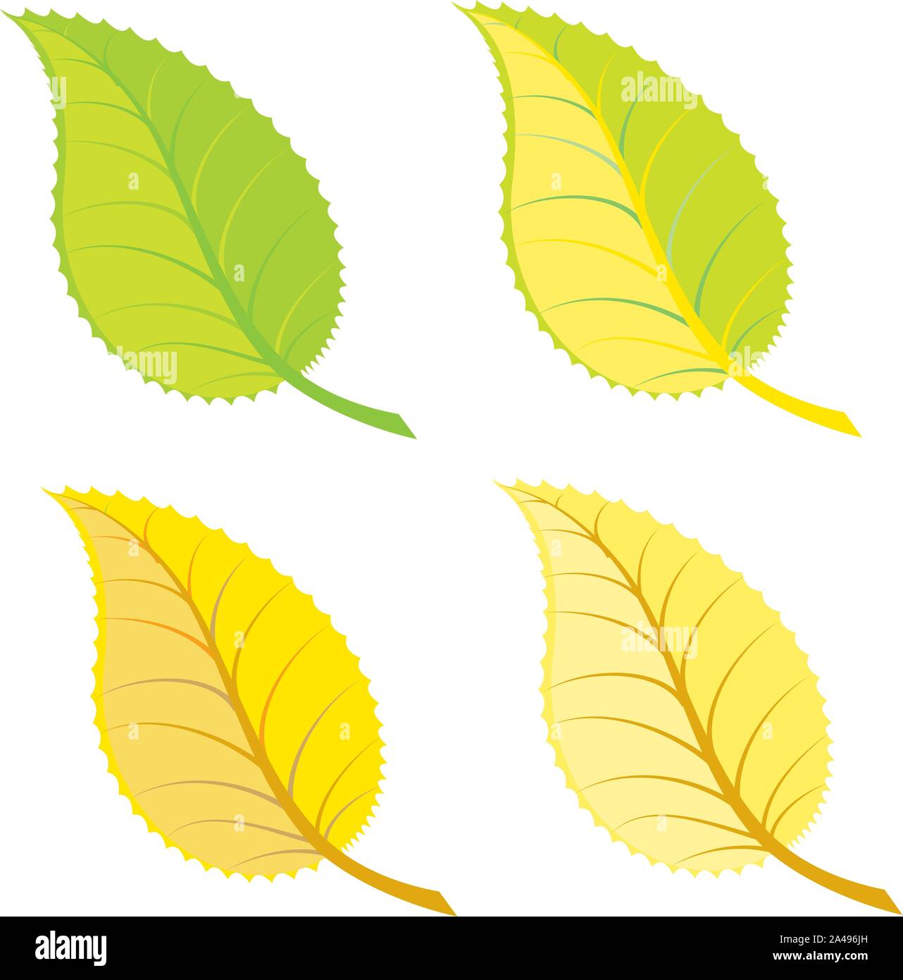 Set of colorful bright autumn leaves on white background Stock Vector ...