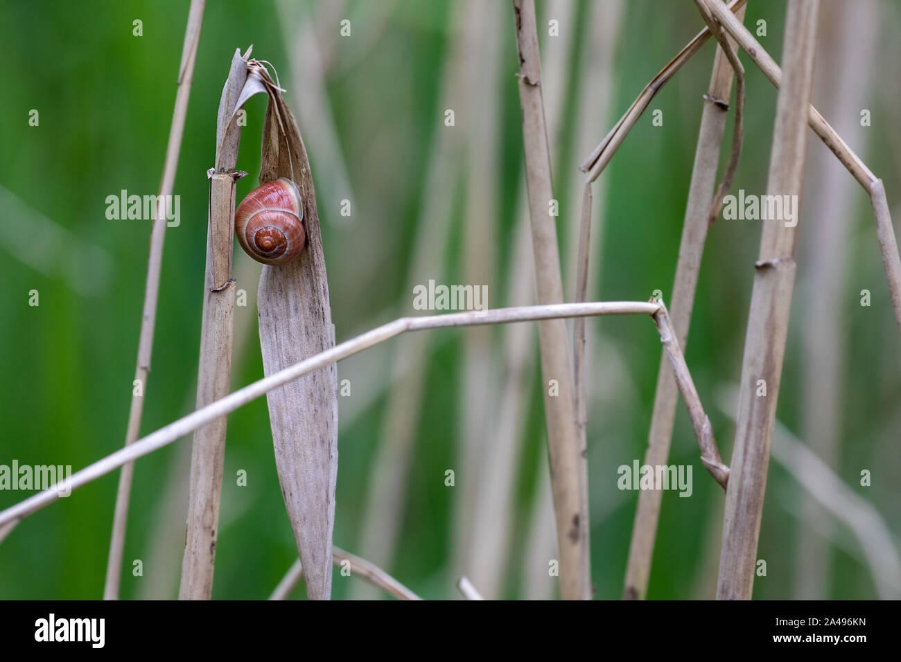 emty shell of a land snail hiding under a blade of dry reed Stock Photo